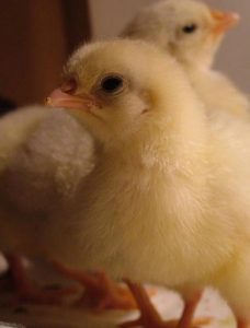 Backyard Chickens: Getting Started Image